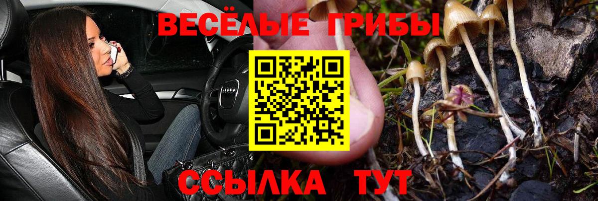 Тулун  Галлюциногенные грибы Psilocybine cubensis  закладки  Вход с VPN 